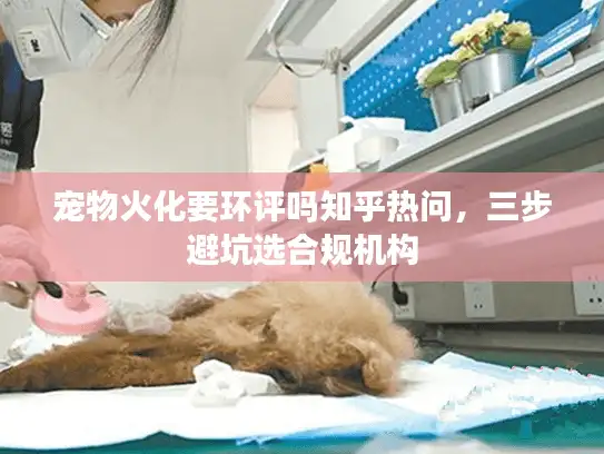 宠物火化要环评吗知乎热问，三步避坑选合规机构