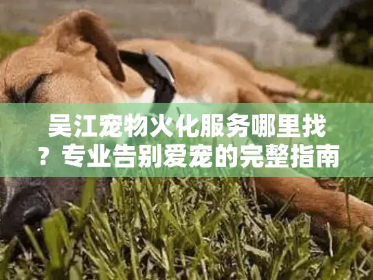 吴江宠物火化服务哪里找?专业告别爱宠的完整指南 吴江宠物火化服务哪里找?专业告别爱宠的完整指南