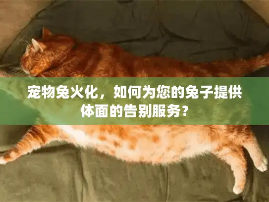 宠物兔火化，如何为您的兔子提供体面的告别服务？