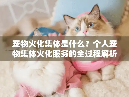 宠物火化集体是什么？个人宠物集体火化服务的全过程解析