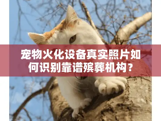 宠物火化设备真实照片如何识别靠谱殡葬机构？