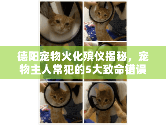 德阳宠物火化殡仪揭秘,宠物主人常犯的5大致命错误 德阳宠物火化殡仪揭秘,宠物主人常犯的5大致命错误