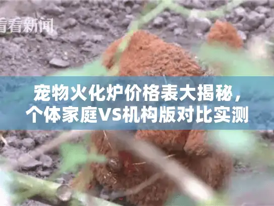 宠物火化炉价格表大揭秘，个体家庭VS机构版对比实测