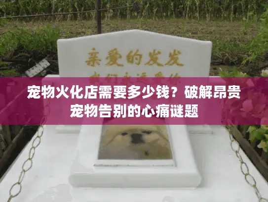 宠物火化店需要多少钱？破解昂贵宠物告别的心痛谜题
