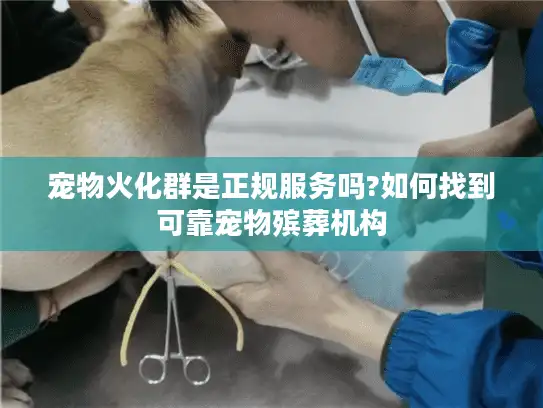宠物火化群是正规服务吗?如何找到可靠宠物殡葬机构