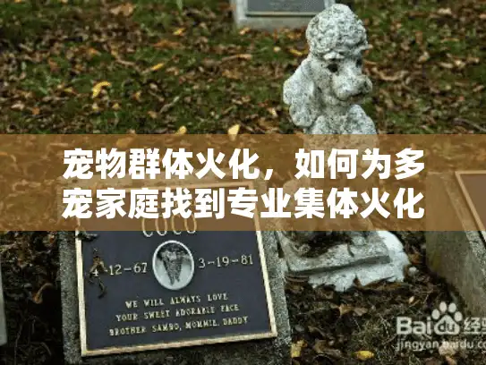 宠物群体火化，如何为多宠家庭找到专业集体火化服务？