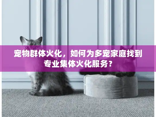 宠物群体火化，如何为多宠家庭找到专业集体火化服务？
