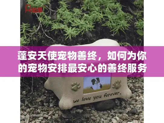 蓬安天使宠物善终，如何为你的宠物安排最安心的善终服务？