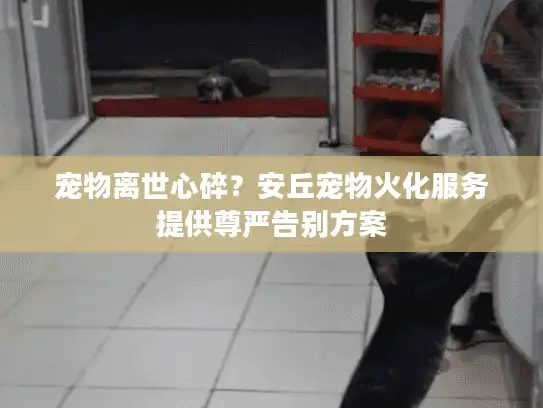宠物离世心碎？安丘宠物火化服务提供尊严告别方案