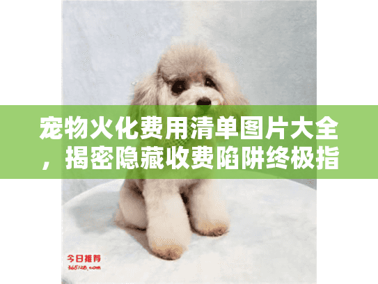 宠物火化费用清单图片大全，揭密隐藏收费陷阱终极指南