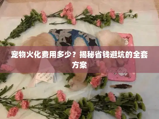 宠物火化费用多少?揭秘省钱避坑的全套方案 宠物火化费用多少?揭秘省钱避坑的全套方案