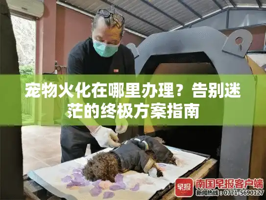宠物火化在哪里办理?告别迷茫的终极方案指南 宠物火化在哪里办理?告别迷茫的终极方案指南
