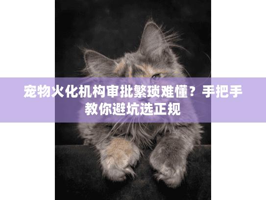 宠物火化机构审批繁琐难懂？手把手教你避坑选正规