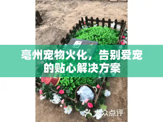 亳州宠物火化，告别爱宠的贴心解决方案