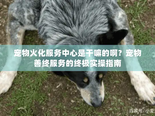 宠物火化服务中心是干嘛的啊？宠物善终服务的终极实操指南