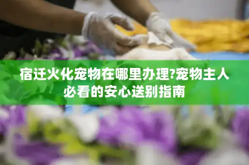 宿迁火化宠物在哪里办理?宠物主人必看的安心送别指南