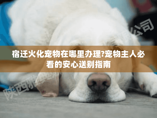 宿迁火化宠物在哪里办理?宠物主人必看的安心送别指南