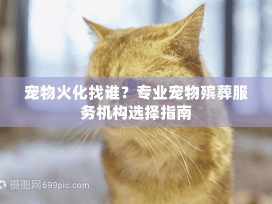 宠物火化找谁？专业宠物殡葬服务机构选择指南