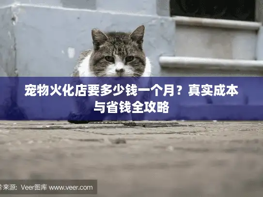 宠物火化店要多少钱一个月？真实成本与省钱全攻略