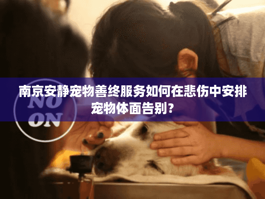 南京安静宠物善终服务如何在悲伤中安排宠物体面告别? 南京安静宠物善终服务如何在悲伤中安排宠物体面告别?