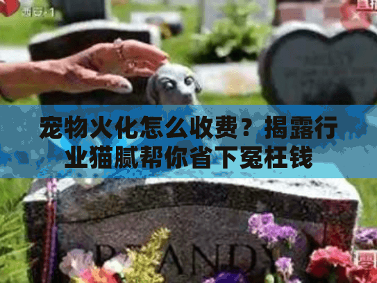 宠物火化怎么收费？揭露行业猫腻帮你省下冤枉钱