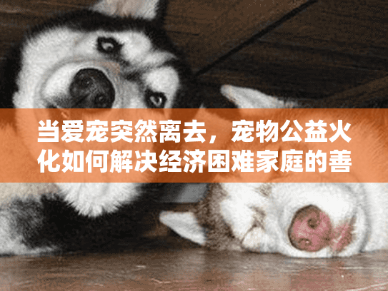 当爱宠突然离去，宠物公益火化如何解决经济困难家庭的善后难题？