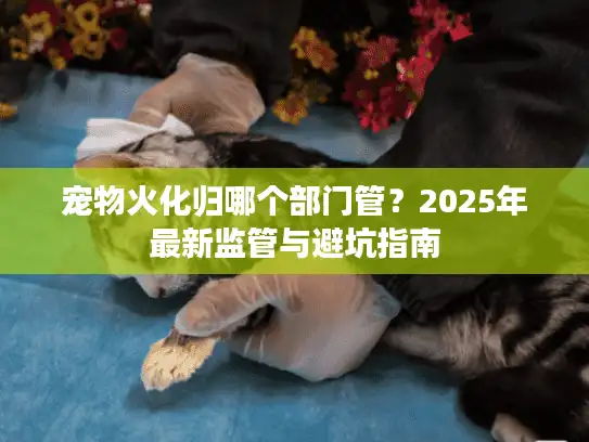 宠物火化归哪个部门管？2025年最新监管与避坑指南