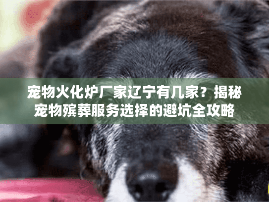 宠物火化炉厂家辽宁有几家？揭秘宠物殡葬服务选择的避坑全攻略