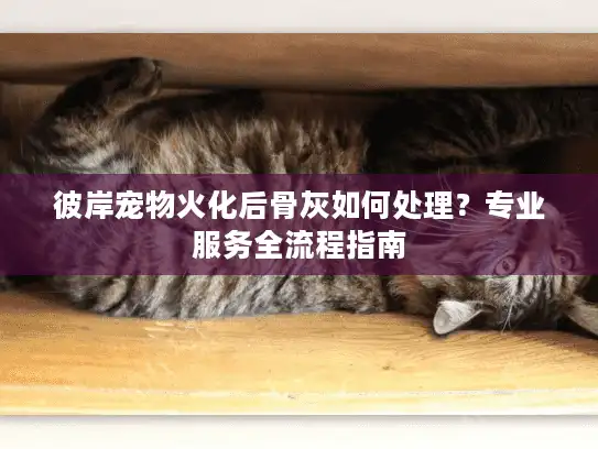 彼岸宠物火化后骨灰如何处理？专业服务全流程指南