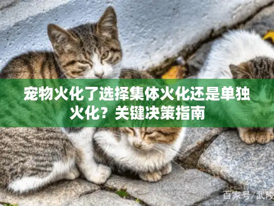 宠物火化了选择集体火化还是单独火化？关键决策指南