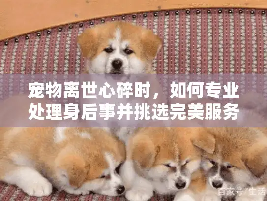 宠物离世心碎时,如何专业处理身后事并挑选完美服务? 宠物离世心碎时,如何专业处理身后事并挑选完美服务?