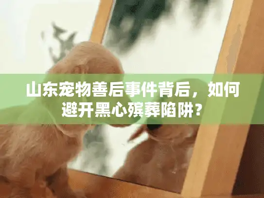 山东宠物善后事件背后,如何避开黑心殡葬陷阱? 山东宠物善后事件背后,如何避开黑心殡葬陷阱?