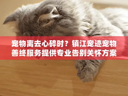 宠物离去心碎时?镇江宠迹宠物善终服务提供专业告别关怀方案 宠物离去心碎时?镇江宠迹宠物善终服务提供专业告别关怀方案