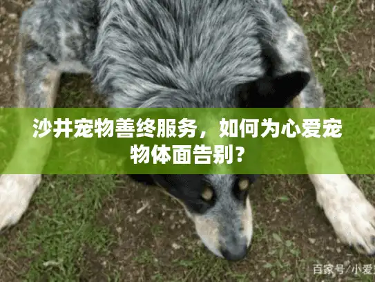 沙井宠物善终服务，如何为心爱宠物体面告别？