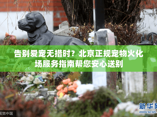 告别爱宠无措时？北京正规宠物火化场服务指南帮您安心送别
