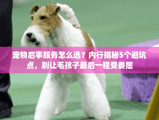宠物后事服务怎么选？内行揭秘5个避坑点，别让毛孩子最后一程受委屈