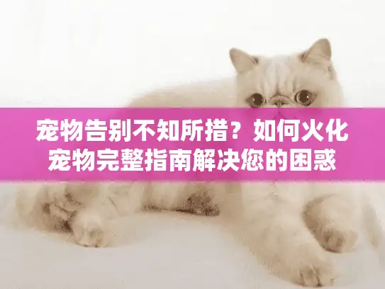 宠物告别不知所措？如何火化宠物完整指南解决您的困惑