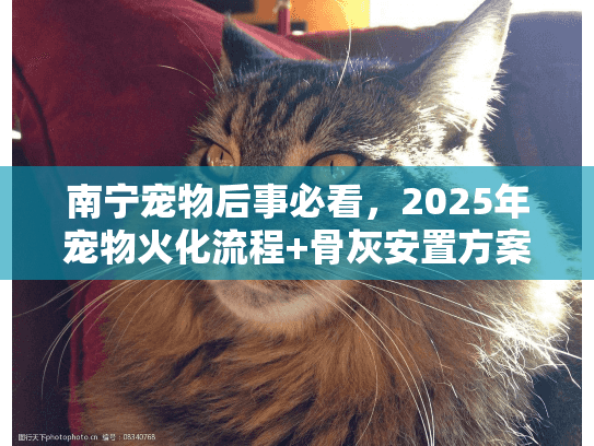 南宁宠物后事必看，2025年宠物火化流程+骨灰安置方案（附本地靠谱机构推荐）