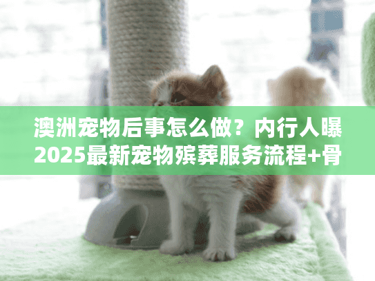 澳洲宠物后事怎么做？内行人曝2025最新宠物殡葬服务流程+骨灰安置新方案