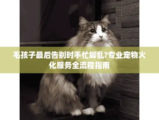 毛孩子最后告别时手忙脚乱?专业宠物火化服务全流程指南
