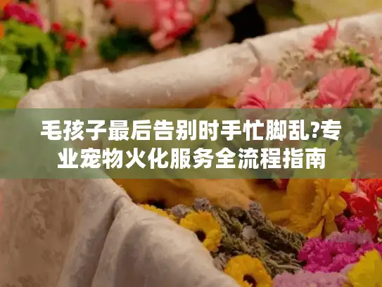 毛孩子最后告别时手忙脚乱?专业宠物火化服务全流程指南