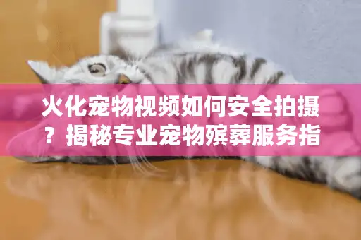火化宠物视频如何安全拍摄？揭秘专业宠物殡葬服务指南