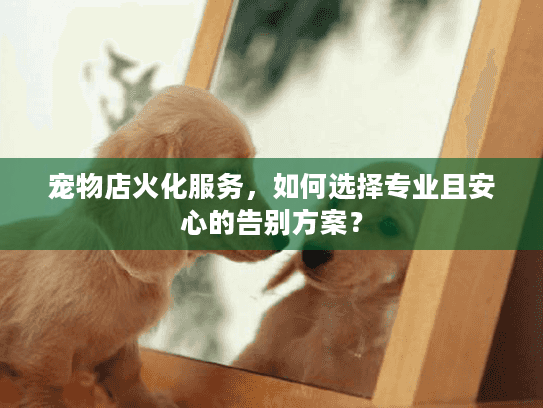 宠物店火化服务，如何选择专业且安心的告别方案？