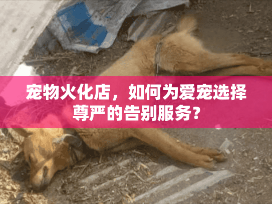 宠物火化店，如何为爱宠选择尊严的告别服务？