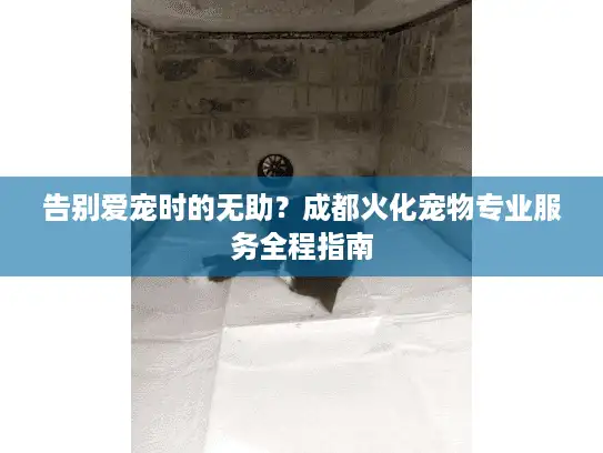 告别爱宠时的无助？成都火化宠物专业服务全程指南