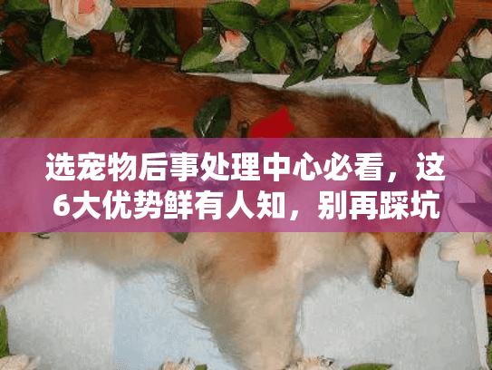 选宠物后事处理中心必看，这6大优势鲜有人知，别再踩坑！