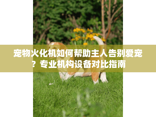 宠物火化机如何帮助主人告别爱宠?专业机构设备对比指南 宠物火化机如何帮助主人告别爱宠?专业机构设备对比指南
