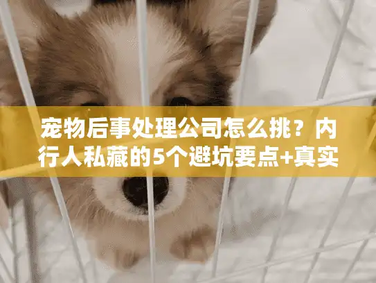 宠物后事处理公司怎么挑？内行人私藏的5个避坑要点+真实服务案例拆解