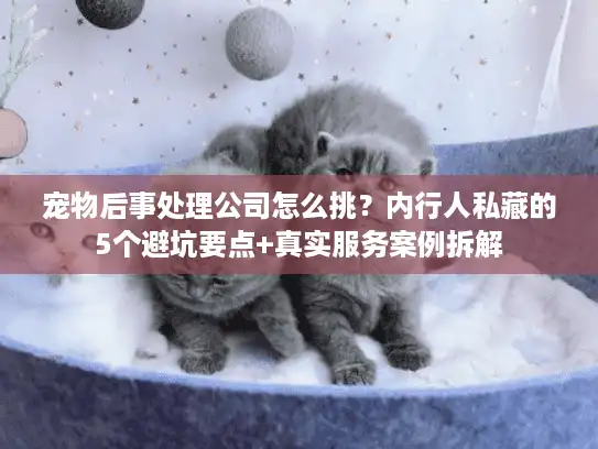 宠物后事处理公司怎么挑？内行人私藏的5个避坑要点+真实服务案例拆解