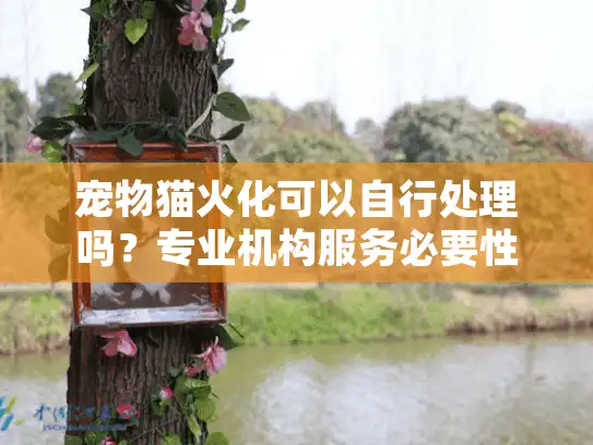 宠物猫火化可以自行处理吗？专业机构服务必要性解析